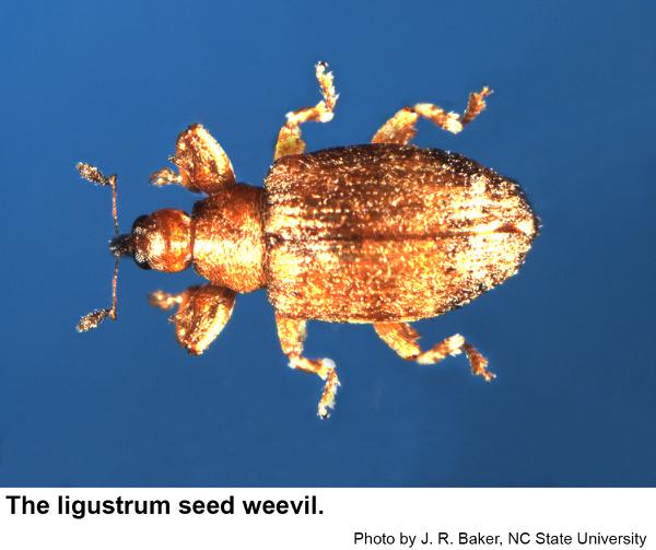 Thumbnail image for Ligustrum Weevil